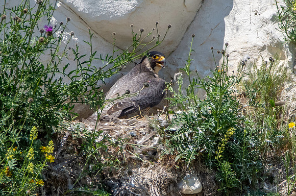 Peregrine falcon