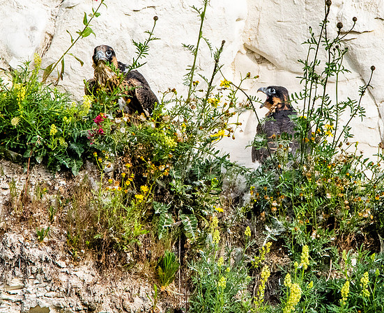 Peregrine falcon juveniles