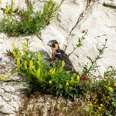 Peregrine falcon juvenile
