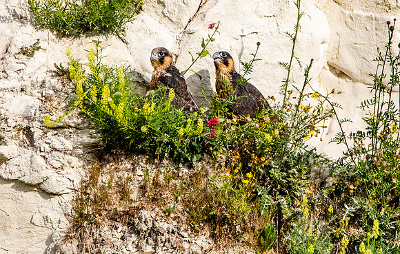 Peregrine falcon juveniles