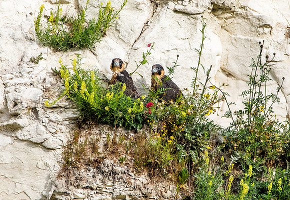 Peregrine falcon juveniles