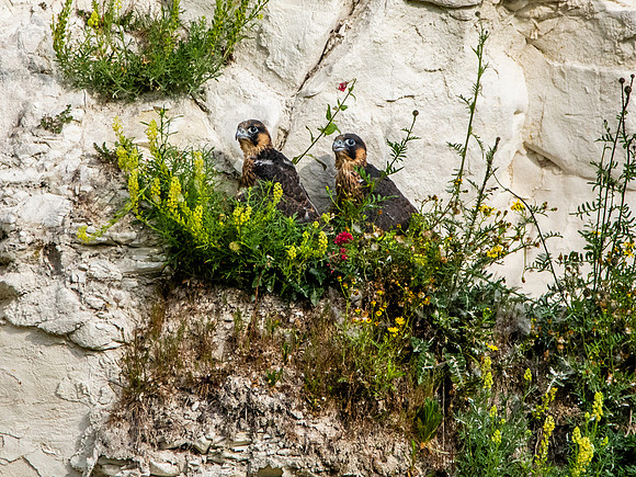 Peregrine falcon juveniles