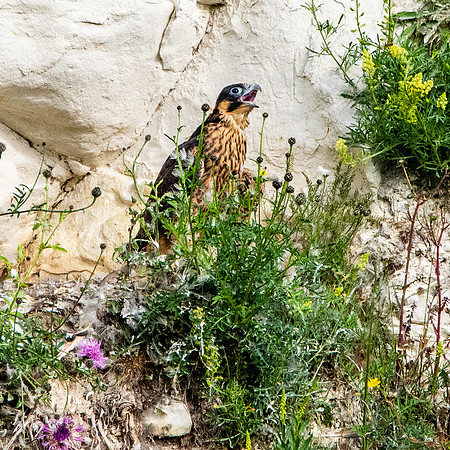 Peregrine falcon juvenile