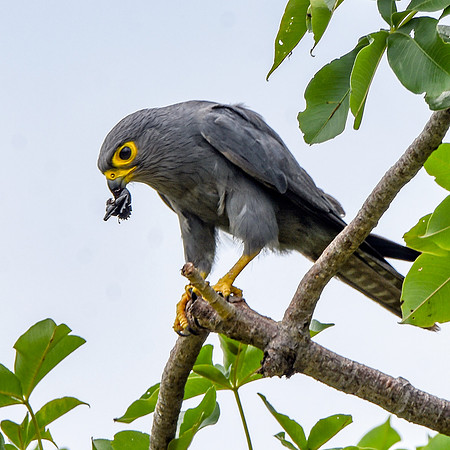 Grey kestrel