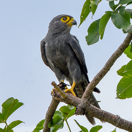 Grey kestrel