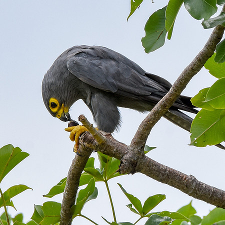 Grey kestrel