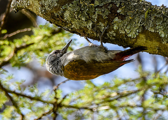 African, eastern Grey woodpecker