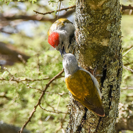 African, eastern Grey woodpecker