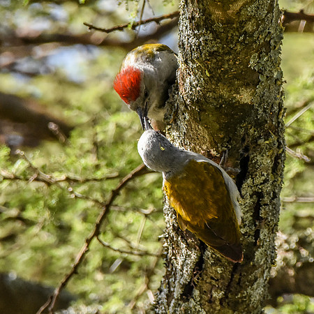 African, eastern Grey woodpecker