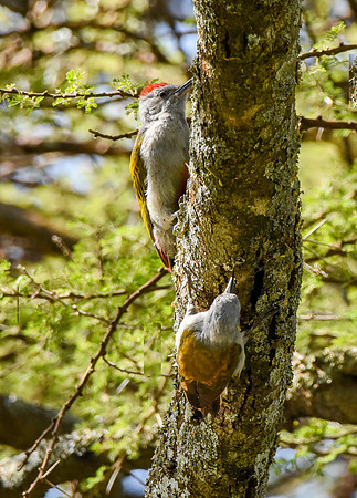 African, eastern Grey woodpecker