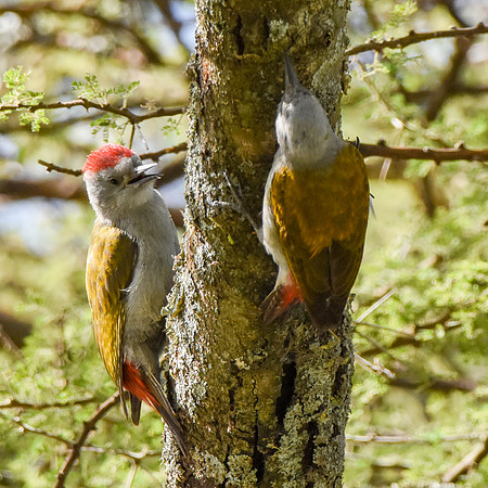 African, eastern Grey woodpecker