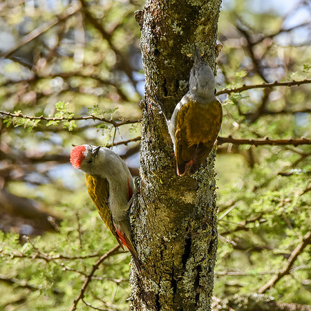 African, eastern Grey woodpecker