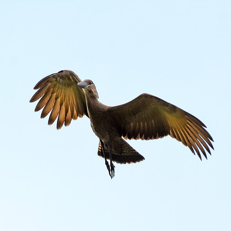 Hamerkop