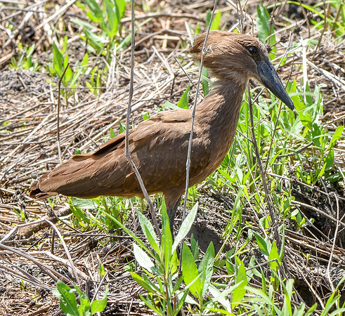Hamerkop