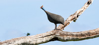 Helmeted guinea fowl