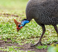 Helmeted guinea fowl