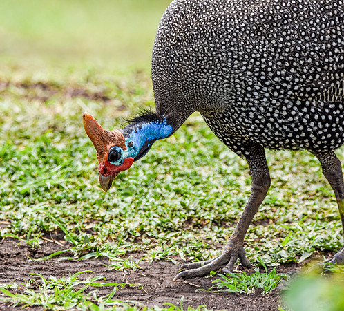 Helmeted guinea fowl