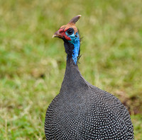 Helmeted guinea fowl
