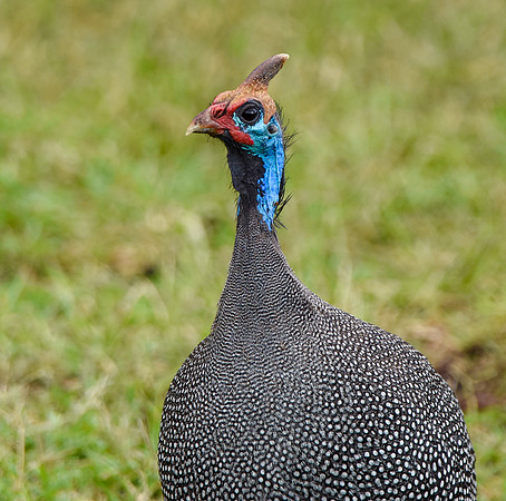Helmeted guinea fowl