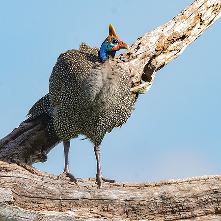 Helmeted guinea fowl