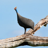 Helmeted guinea fowl