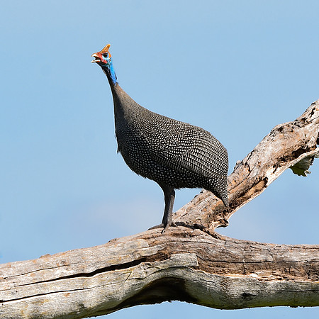 Helmeted guinea fowl