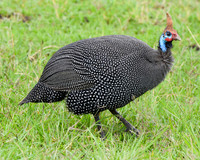 Helmeted guinea fowl