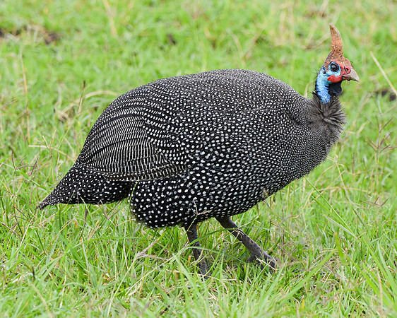 Helmeted guinea fowl