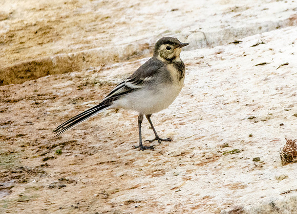 Pied wagtail juvenile