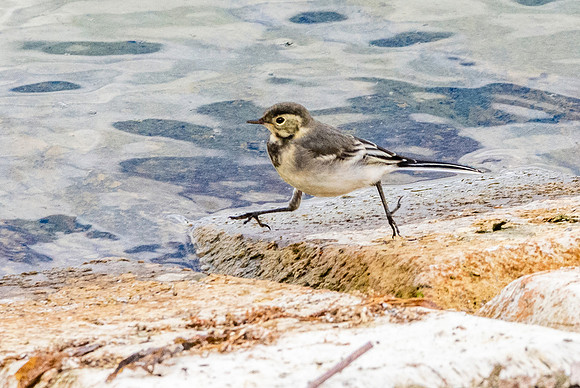 Pied wagtail juvenile