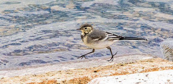 Pied wagtail juvenile