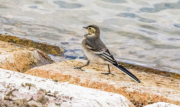 Pied wagtail juvenile