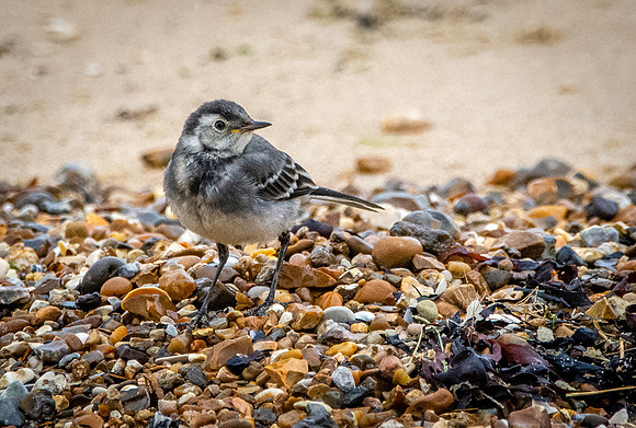 Pied wagtail juvenile
