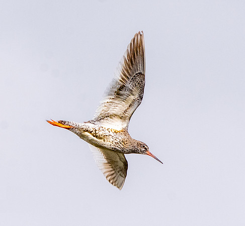 Redshank, flying