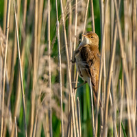 Reed warbler