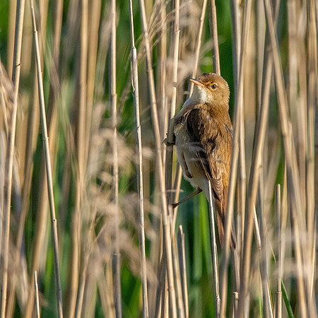 Reed warbler