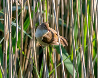 Reed warbler