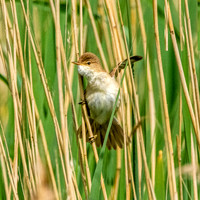 Reed warbler