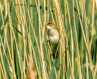 Reed warbler