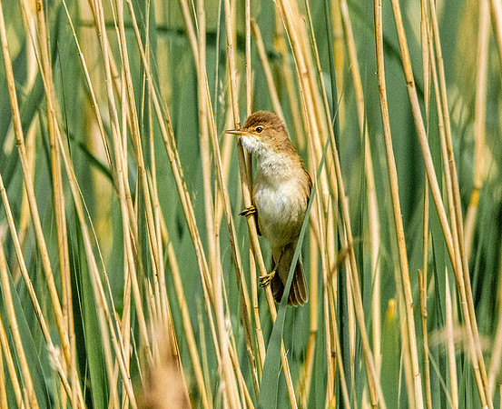 Reed warbler