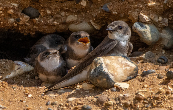 Sand Martins