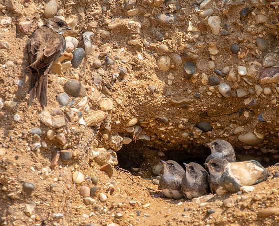 Sand Martins