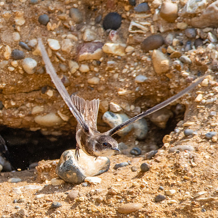 Sand Martin in flight