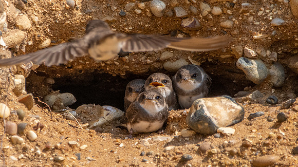 Sand Martins