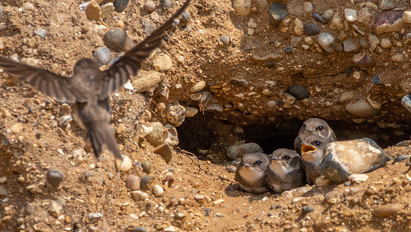 Sand Martins