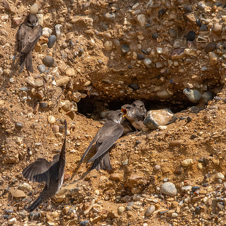 Sand Martins