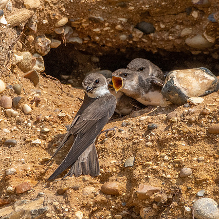 Sand Martins