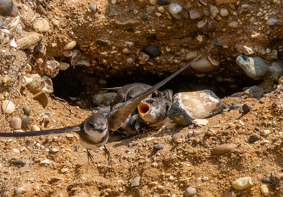 Sand Martins