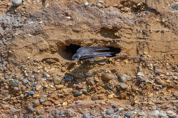 Sand Martin