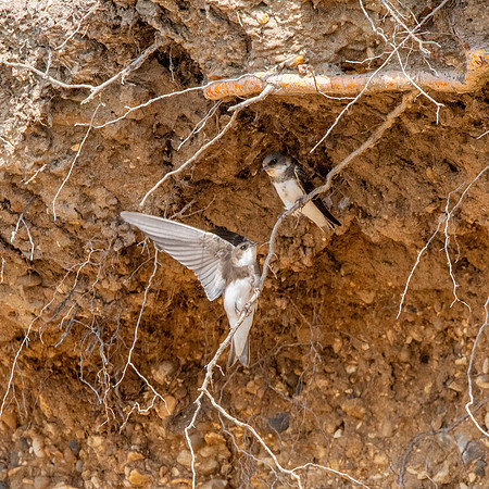 Sand Martins